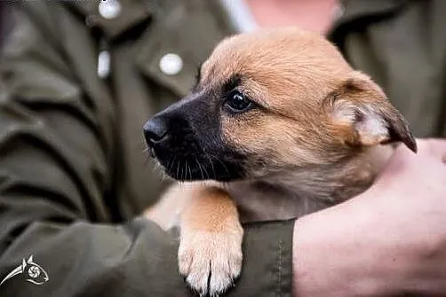 Przebojowa i słodka sunieczka - szczeniak do adopc