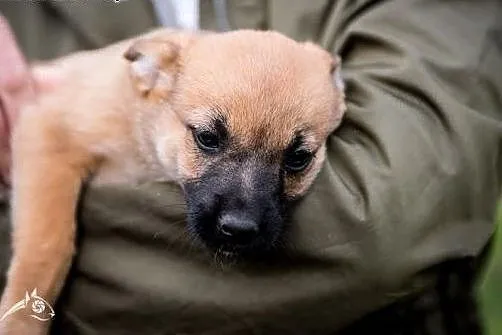 Przebojowa i słodka sunieczka - szczeniak do adopc
