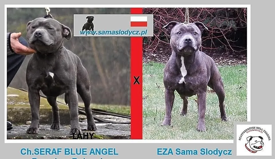 Staffordshire Bull Terrier staffiki stafiki szczen