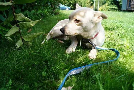 Mirko, pies po przejściach, szuka bezpiecznego dom, cała Polska