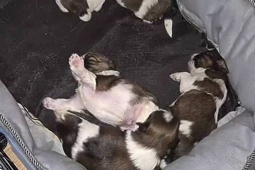 Szczeniak Pies, Suczka, Shih tzu-Happy Dog  BoBi love of Poland, Mazowieckie, Grodzisk Mazowiecki