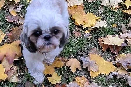 Szczeniak Pies, Suczka, Shih tzu-Happy Dog  BoBi love of Poland, Mazowieckie, Grodzisk Mazowiecki