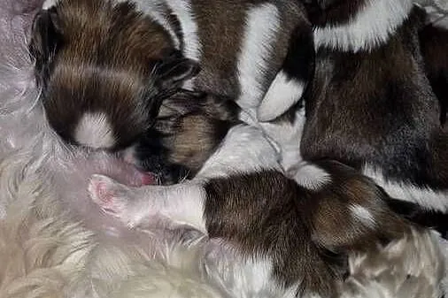 Szczeniak Pies, Suczka, Shih tzu-Happy Dog  BoBi love of Poland, Mazowieckie, Grodzisk Mazowiecki