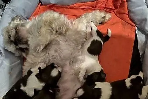 Szczeniak Pies, Suczka, Shih tzu-Happy Dog  BoBi love of Poland, Mazowieckie, Grodzisk Mazowiecki