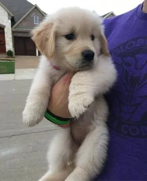 Urocze szczenięta Golden Retriever na sprzedaż/Urocze szczenięta Golden Retriever na sprzedaż.