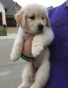 Urocze szczenięta Golden Retriever na sprzedaż/Urocze szczenięta Golden Retriever na sprzedaż.