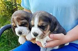 Beagle szczeniaki ZKwP