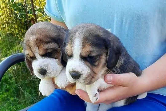 Beagle szczeniaki ZKwP