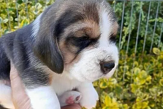 Beagle szczeniaki ZKwP, Śląskie, Żywiec