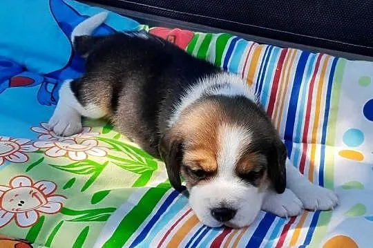 Beagle szczeniaki ZKwP, Śląskie, Żywiec