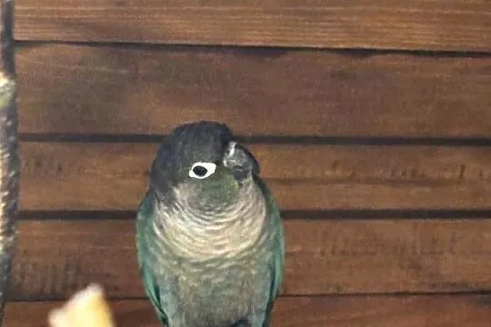 Sprzedam  parkę papug rudosterkek, Wielkopolskie, Konin