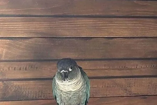 Sprzedam  parkę papug rudosterkek, Wielkopolskie, Konin