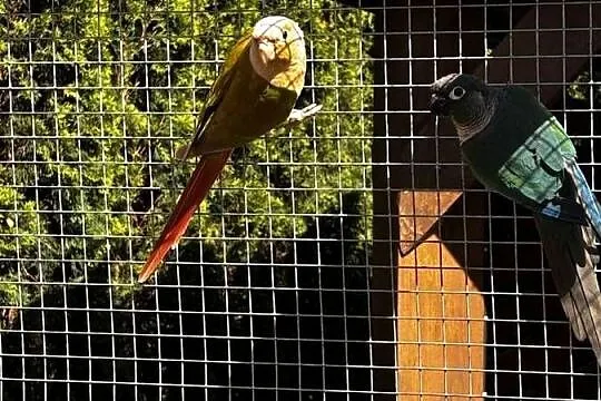 Sprzedam  parkę papug rudosterkek, Wielkopolskie, Konin