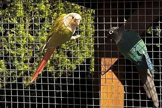 Sprzedam  parkę papug rudosterkek, Wielkopolskie, Konin