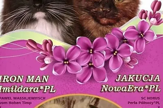 Koty Syberyjskie (FPL)-PIKSEL ZKolakowegoDomu*PL, Kwilcz