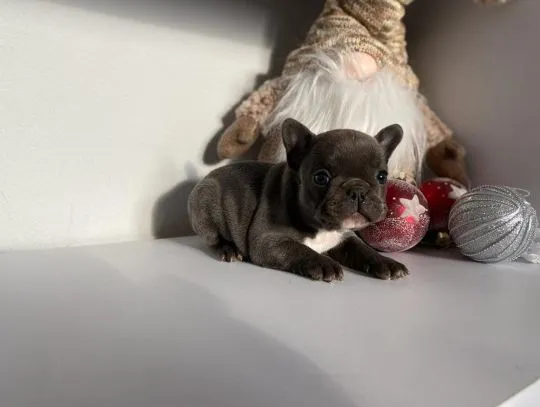 Buldog francuski - rezerwacja ( Buldog francuski - rezerwacja)
