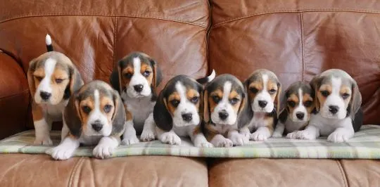 BEAGLE, Szczeniak na sprzedaż Kontakt przez Whatsapp... +48736614543