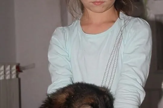 Owczarek Niemiecki Suczka