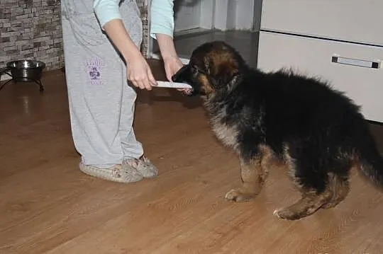 Owczarek Niemiecki Suczka