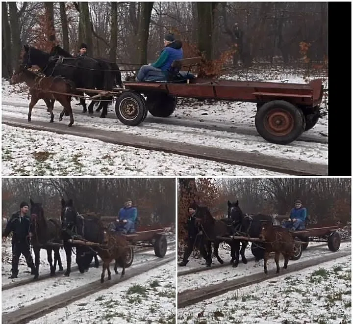 Bryczka Resorówka Sprzedam, Mazowieckie, Mszczonów