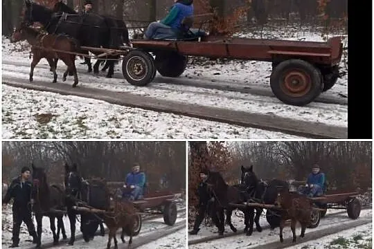 Bryczka Resorówka Sprzedam, Mazowieckie, Mszczonów