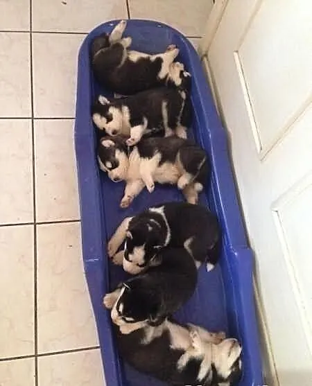 Siberian Husky Szczenięta * prosimy o kontakt *