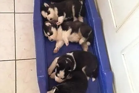 Siberian Husky Szczenięta * prosimy o kontakt *