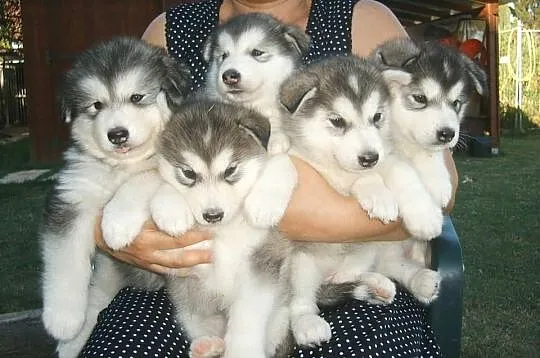 Siberian Husky Szczenięta * prosimy o kontakt *