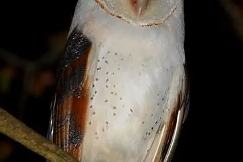Sowy Płomykówki Tyto alba
