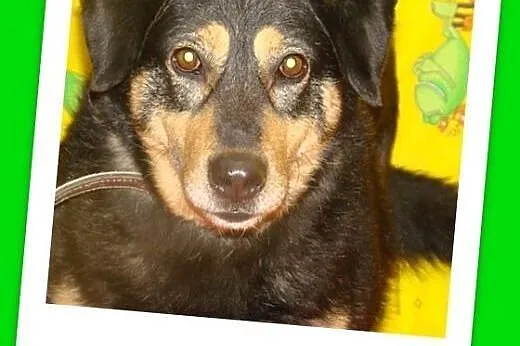 Duży,grzeczny,rodzinny,przyjazny,pies Kinte Adopcj
