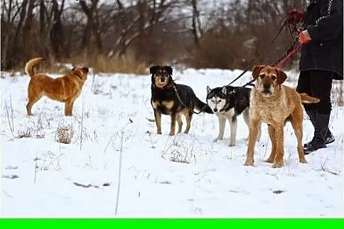 Duży,grzeczny,rodzinny,przyjazny,pies Kinte Adopcj