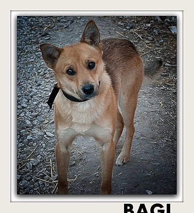 BAGI,10kg,mały,łagodny,tulaśny,szczepiony piesek.ADOPCJA, Mazowieckie, Warszawa