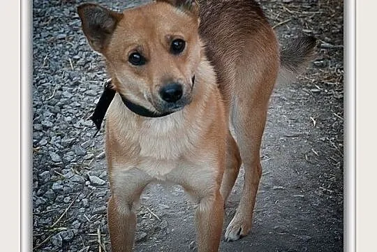 BAGI,10kg,mały,łagodny,tulaśny,szczepiony piesek.ADOPCJA, Mazowieckie, Warszawa