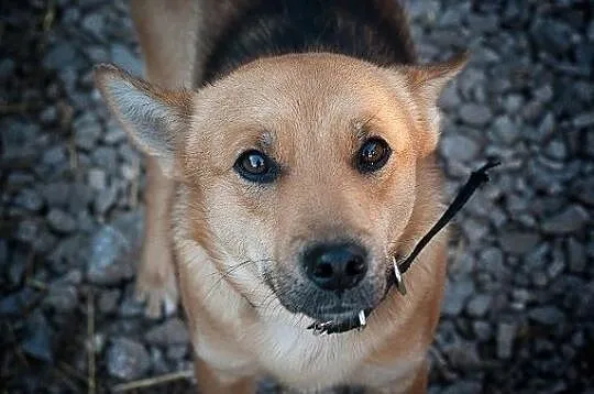 BAGI,10kg,mały,łagodny,tulaśny,szczepiony piesek.ADOPCJA, Mazowieckie, Warszawa