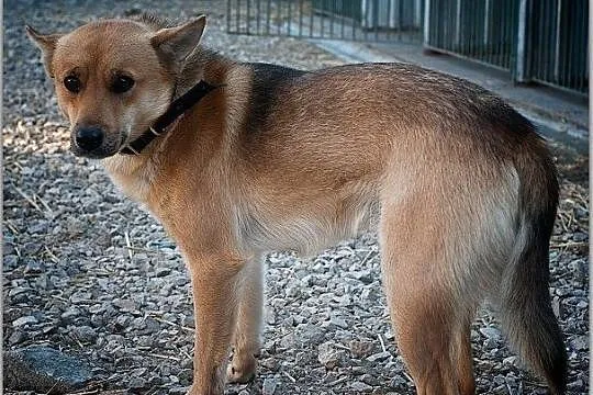 BAGI,10kg,mały,łagodny,tulaśny,szczepiony piesek.ADOPCJA, Mazowieckie, Warszawa