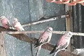 Papugi Lilianki, Ksawerów
