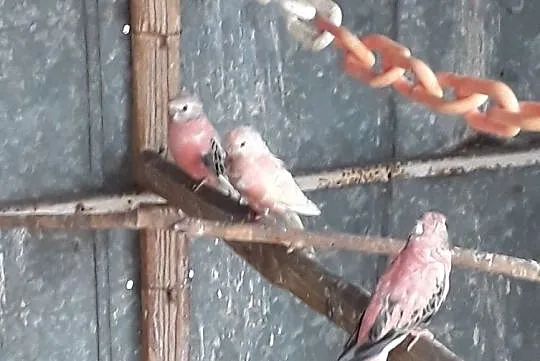 Papugi Lilianki, Ksawerów