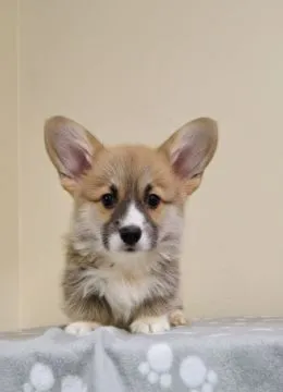 Welsh Corgi Pembroke Piękne szczenięta na sprzedaż