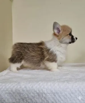 Welsh Corgi Pembroke Piękne szczenięta na sprzedaż, Mazowieckie, Warszawa