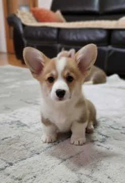 Welsh Corgi Pembroke Piękne szczenięta na sprzedaż, Mazowieckie, Warszawa