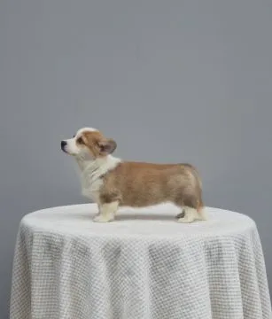 Welsh Corgi Pembroke Piękne szczenięta na sprzedaż, Mazowieckie, Warszawa