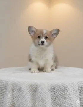 Welsh Corgi Pembroke Piękne szczenięta na sprzedaż, Mazowieckie, Warszawa