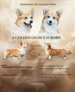 Welsh Corgi Pembroke Piękne szczenięta na sprzedaż, Mazowieckie, Warszawa