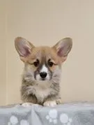 Welsh Corgi Pembroke Piękne szczenięta na sprzedaż
