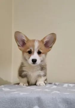 Welsh Corgi Pembroke Piękne szczenięta na sprzedaż, Mazowieckie, Warszawa