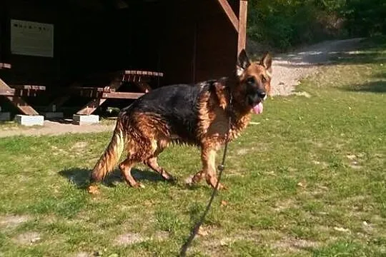 Cudowny Trol, owczarek porzucony jak zepsuta zabaw