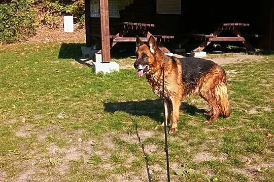 Cudowny Trol, owczarek porzucony jak zepsuta zabaw