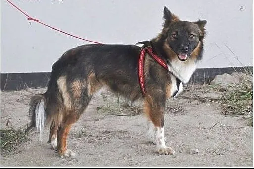 Misha czeka na dom! Ma mało czasu..,  mazowieckie 