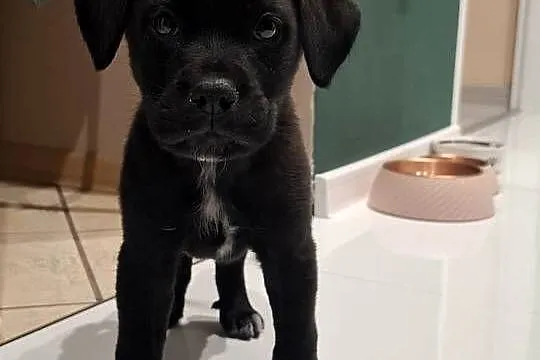 Szczeniak cane corso, Opolskie, Kędzierzyn-Koźle