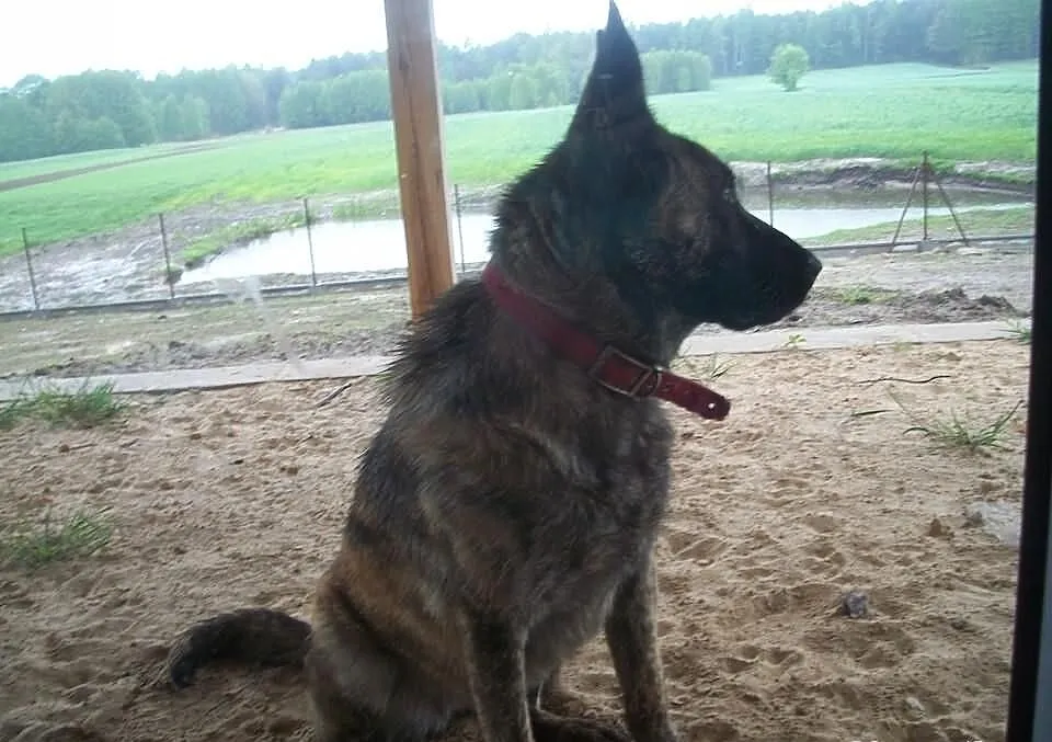 Owczarek holenderski 1,5 roku